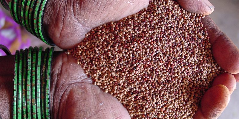 Explainer: Do Farmers Have Reason to Criticise the Draft Seed Bill? - Vimarsana News