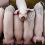 pigs-reuters-970344-1617554338