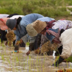 800px-Cambodian_farmers_planting_rice