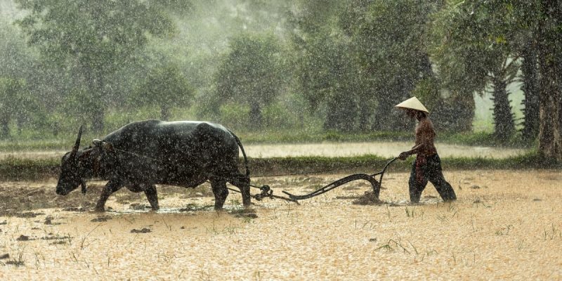 A Global Peasants' Movement for Sustainable Healthcare - Vimarsana News