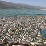 Dead fish are seen floating in Lake Qaraoun on the Litani River