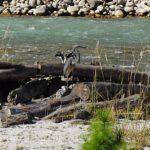 White-bellied_Heron_at_Pho_Chu,_Bhutan
