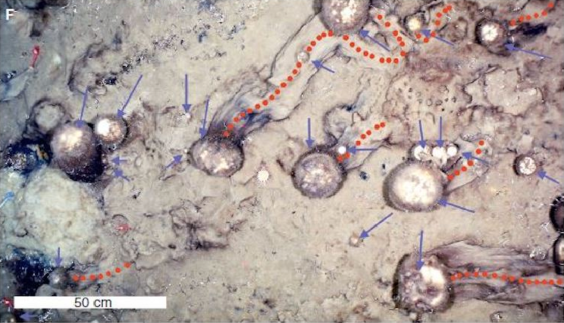 Sea Sponges Are Moving Around the Arctic Ocean Seafloor The Wire Science