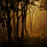 shiju-b-N9SKwOoNMiI-unsplash