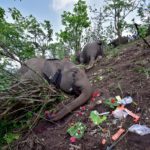 Carcasses of elephants are seen on the foothills of the Kundoli reserve forest area in Nagaon