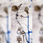 mucor fungal spores
