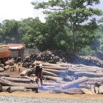 Illegal_export_of_rosewood_001