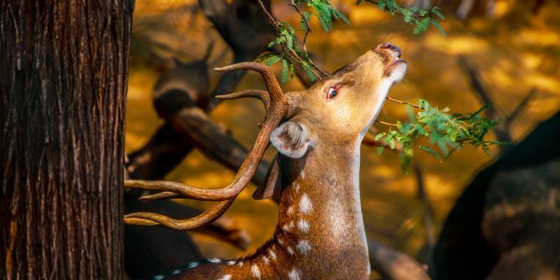 On World Environment Day, Let's Reaffirm Our Commitment to Co-Existing With Wildlife - Vimarsana News