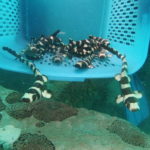 A conservationist holds brownbanded bamboo sharks before they are released into the sea