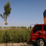 The Wider Image: The Great Green Wall: China's farmers push back the desert one tree at a time