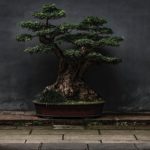zhao-chen-KCnX0ux2jFo-unsplash(1)