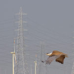 ©-Devesh-Gadhavi-_MG_2179