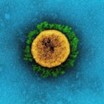 coronavirus