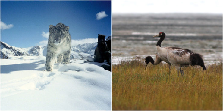 Black-Necked Crane, Snow Leopard Top Choices for Ladakh's New