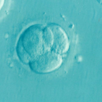 embryo-1514192_1920