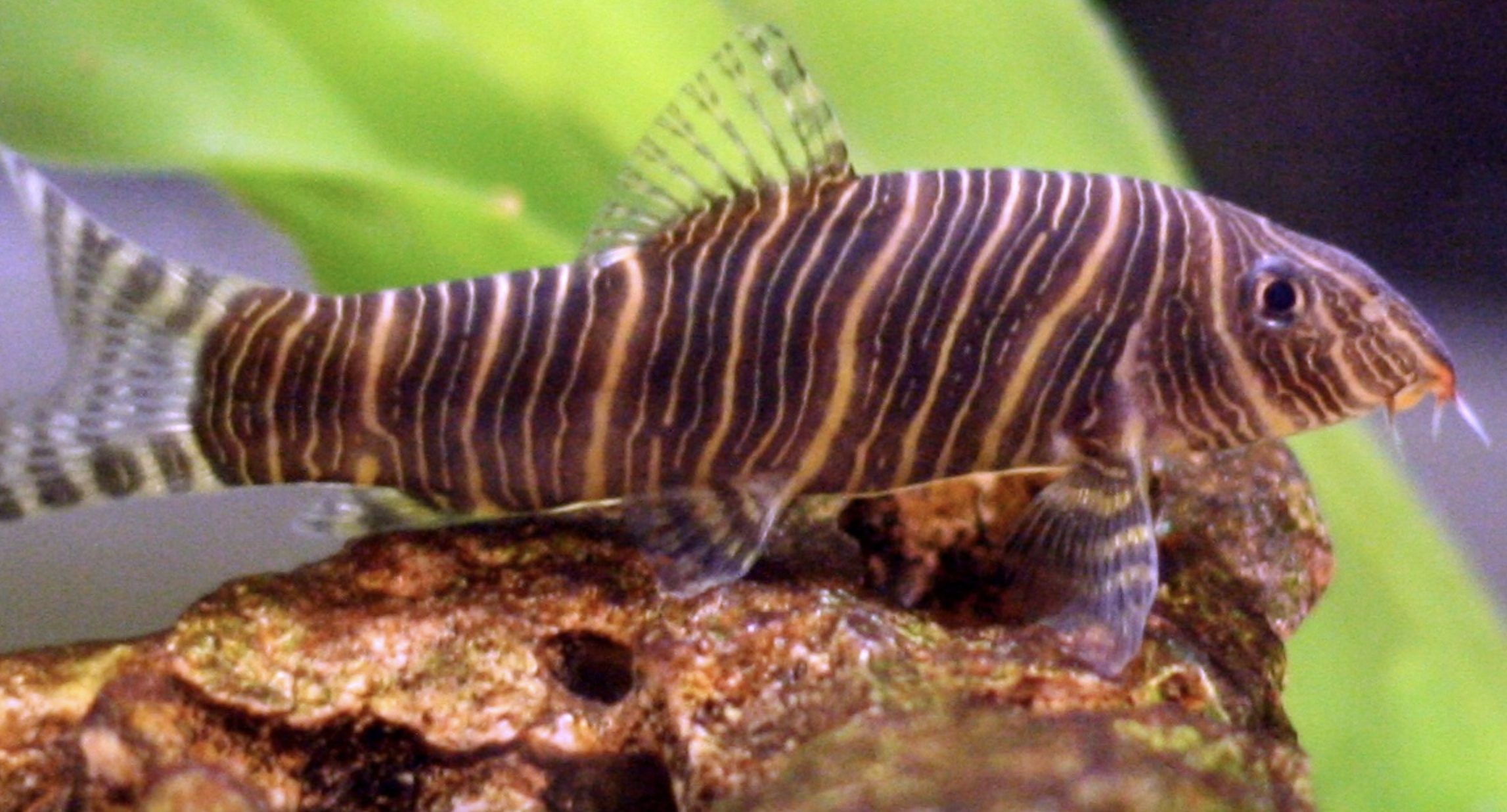 India Exported 148 Zebra Loaches An Endangered Species Per Day In 2012 2017 The Wire Science