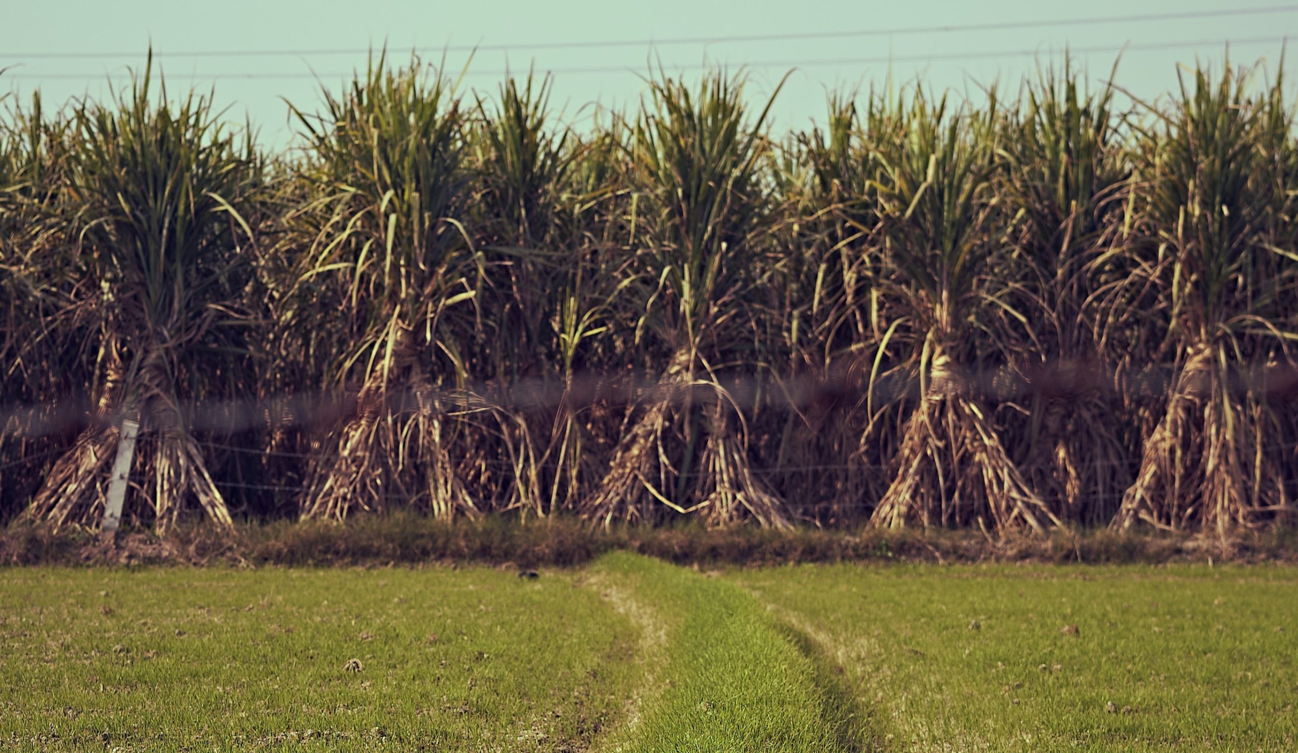 A Water Crisis Is Hiding Behind India’s Sugar Dominance The Wire Science