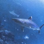 yan-da-ng-_Sz7u6-TOtY-unsplash