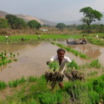 FILE PHOTO: A laborer throws rice saplings as others plant them in another field in Karjat