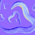 c-elegans-goldstein-collage