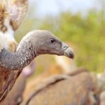 A_portrait_of_Long-billed_Vulture