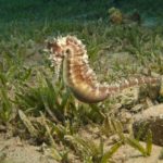 Hippocampus_jayakari
