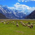 Rangdum_village_grazing_fields