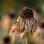 pawel-czerwinski-Cuujm8Yad7A-unsplash