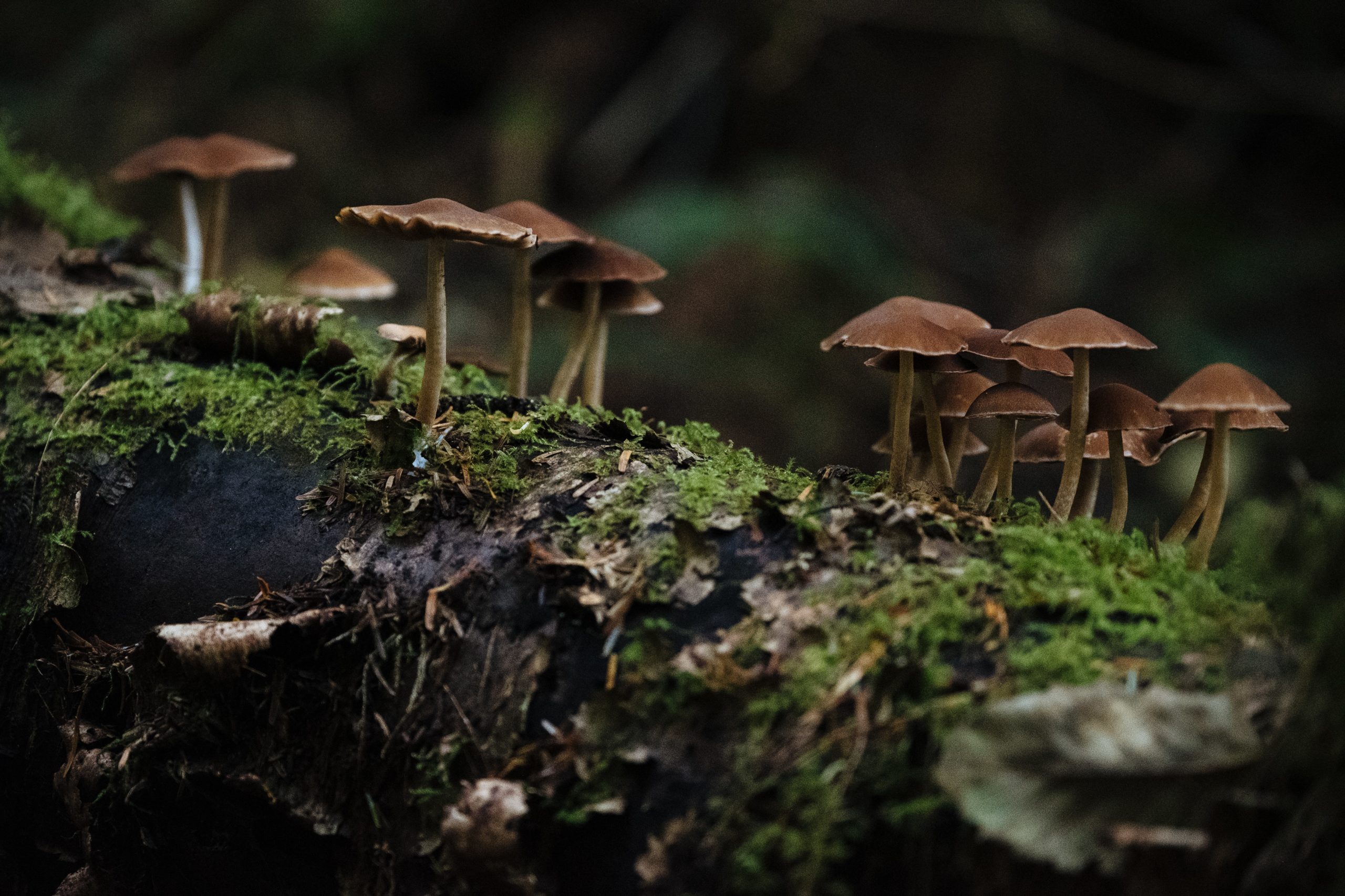jesse-dodds-pzwH-a4aF3s-unsplash