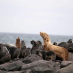 On an Alaska island, an indigenous mayor struggles to save wildlife