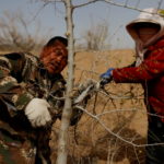FILE PHOTO: Wang Yinji, 53, and his wife, Jin Yuxiu, trim a tree planted on the edge of the Gobi desert