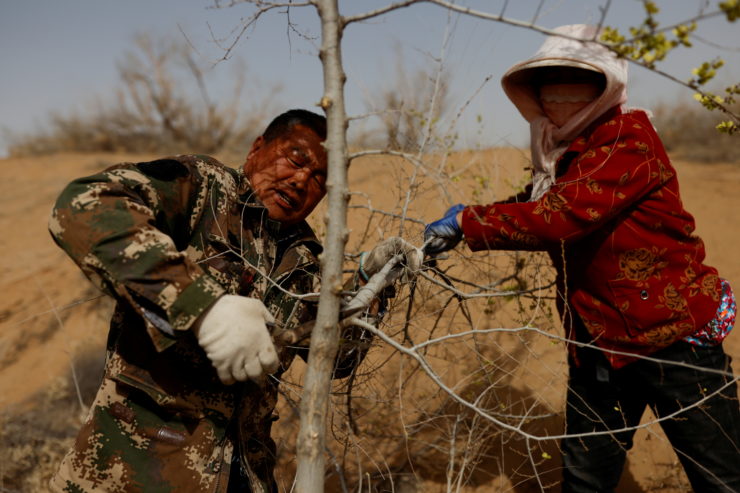 China to Step up Tree Planting Campaign To Help Reach Net Zero - Vimarsana News