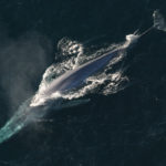 Anim1754_-_Flickr_-_NOAA_Photo_Library