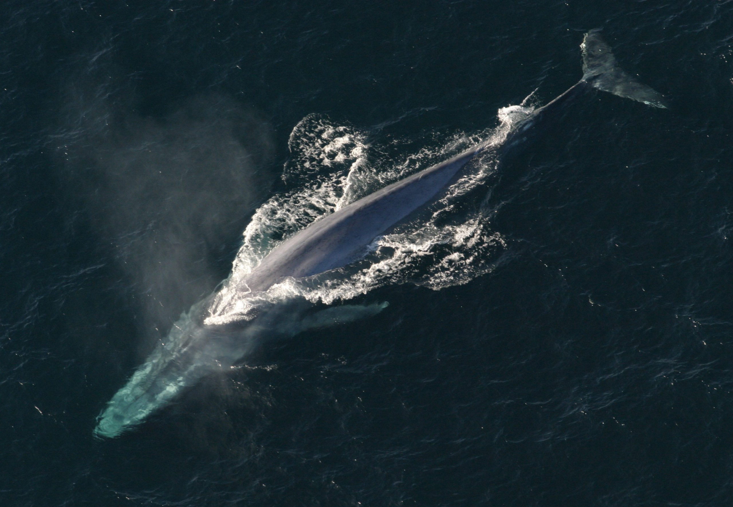 Anim1754_-_Flickr_-_NOAA_Photo_Library