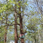 Teak_plantation_in_Kerala-2400x890