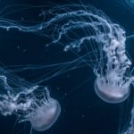 joel-filipe-_AjqGGafofE-unsplash