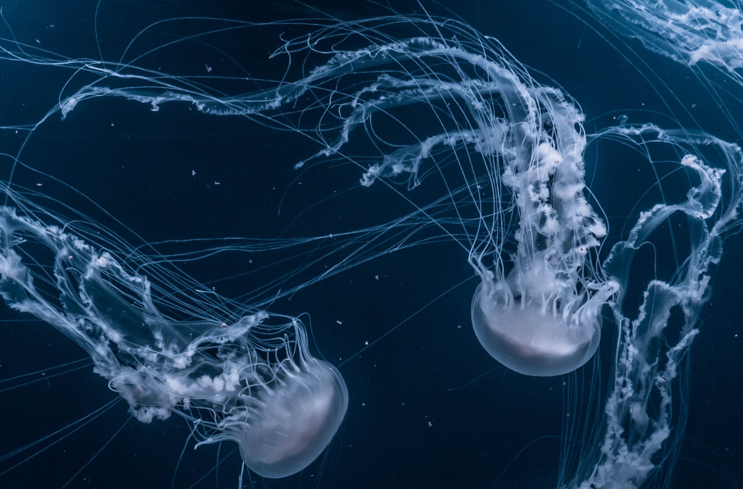 joel-filipe-_AjqGGafofE-unsplash