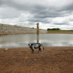 FILE PHOTO: A cow stands on caked mud before a small patch of water at a dam near Bulawayo