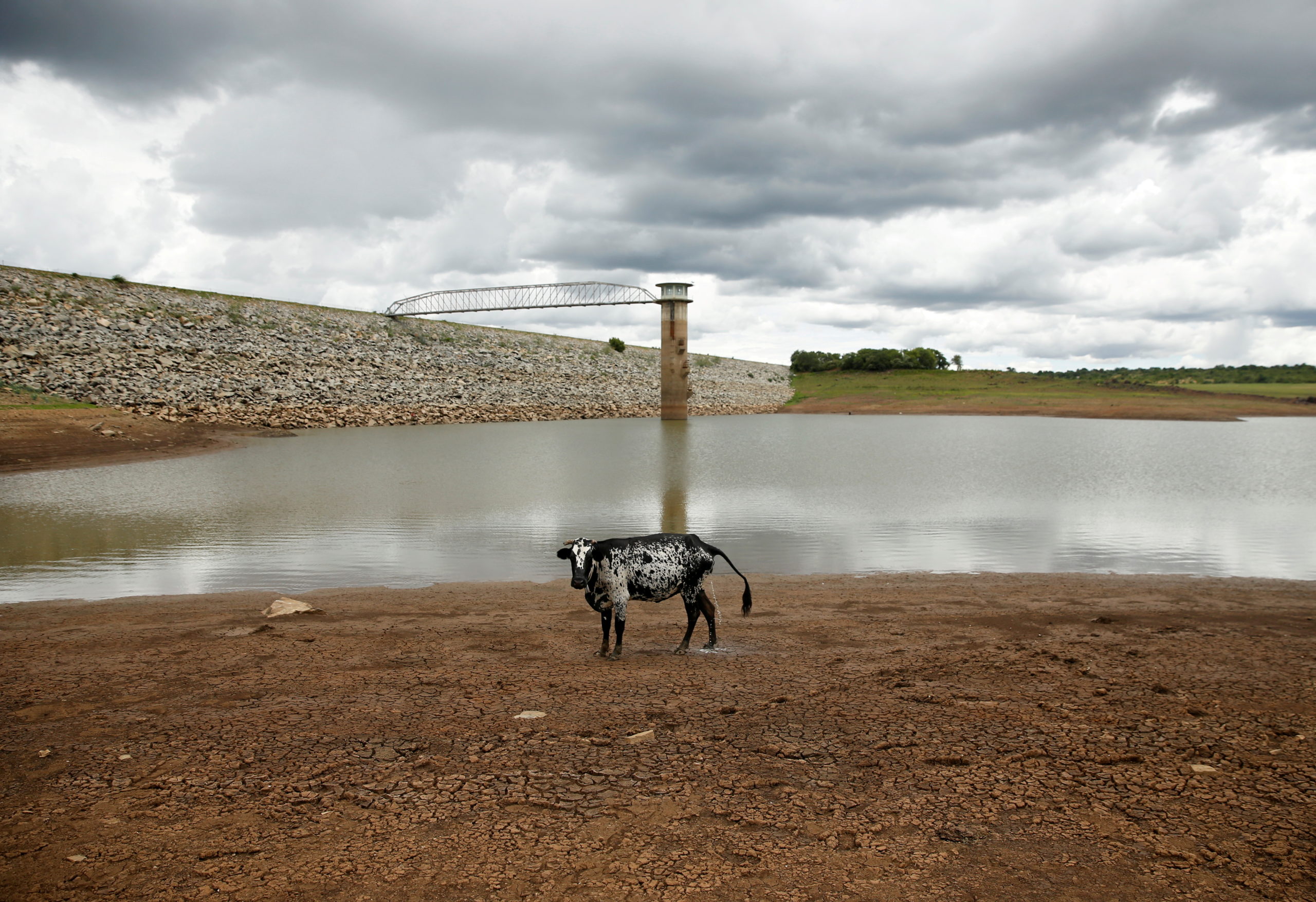 FILE PHOTO: A cow stands on caked mud before a small patch of water at a dam near Bulawayo
