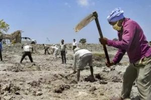 organic agriculture news