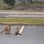 foxes finland
