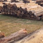 timber