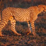 1280px-Cheetah_Umfolozi_SouthAfrica_MWegmann