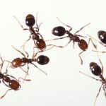 Fire_ants_01