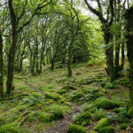 tree-montreal-protocol-forest-800x600