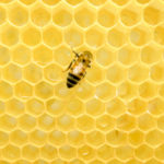 A honey bee on a yellow honeycomb