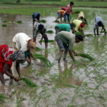 FILE PHOTO: FILE PHOTO: Farmers plant saplings in a rice field on the outskirts of Ahmedabad