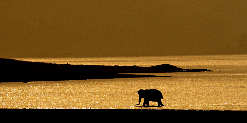Jim Corbett National Park May Be Renamed as Ramganga: Forest Minister - Vimarsana News