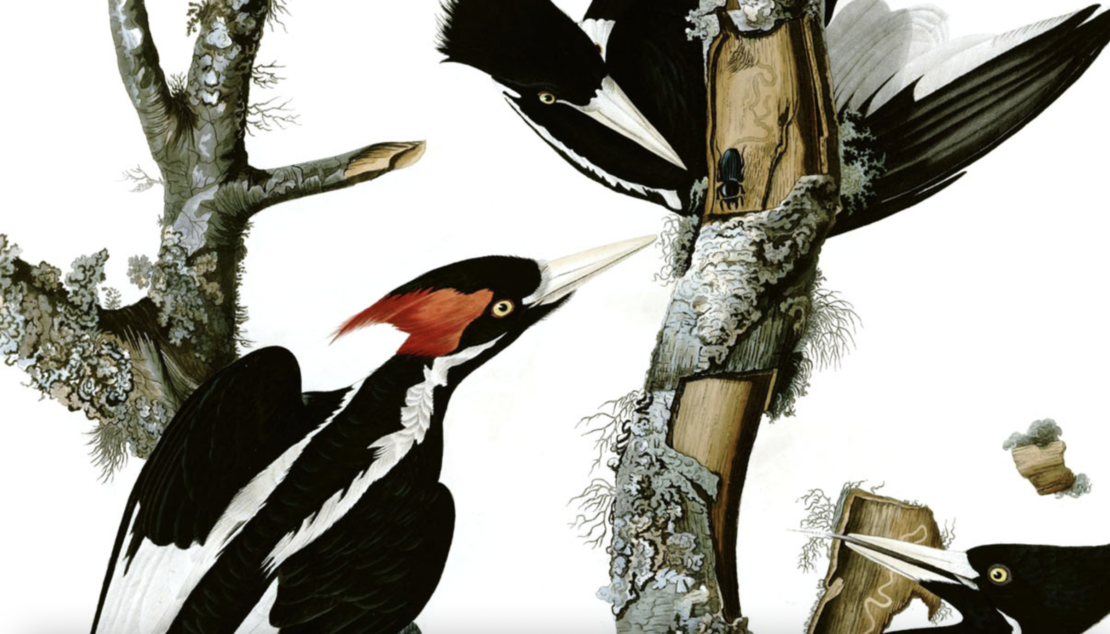 US Declares 23 Species Extinct, Including IvoryBilled Woodpecker The(02)