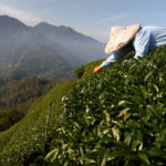 The Wider Image: Climate-fuelled drought forces Taiwan tea farmer in search of water